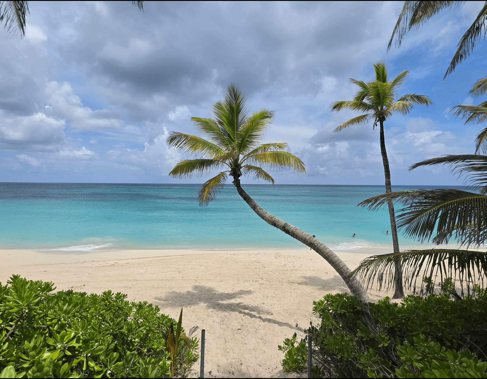 Palm trees overlooking sand and turquoise water at Paradise Beach
