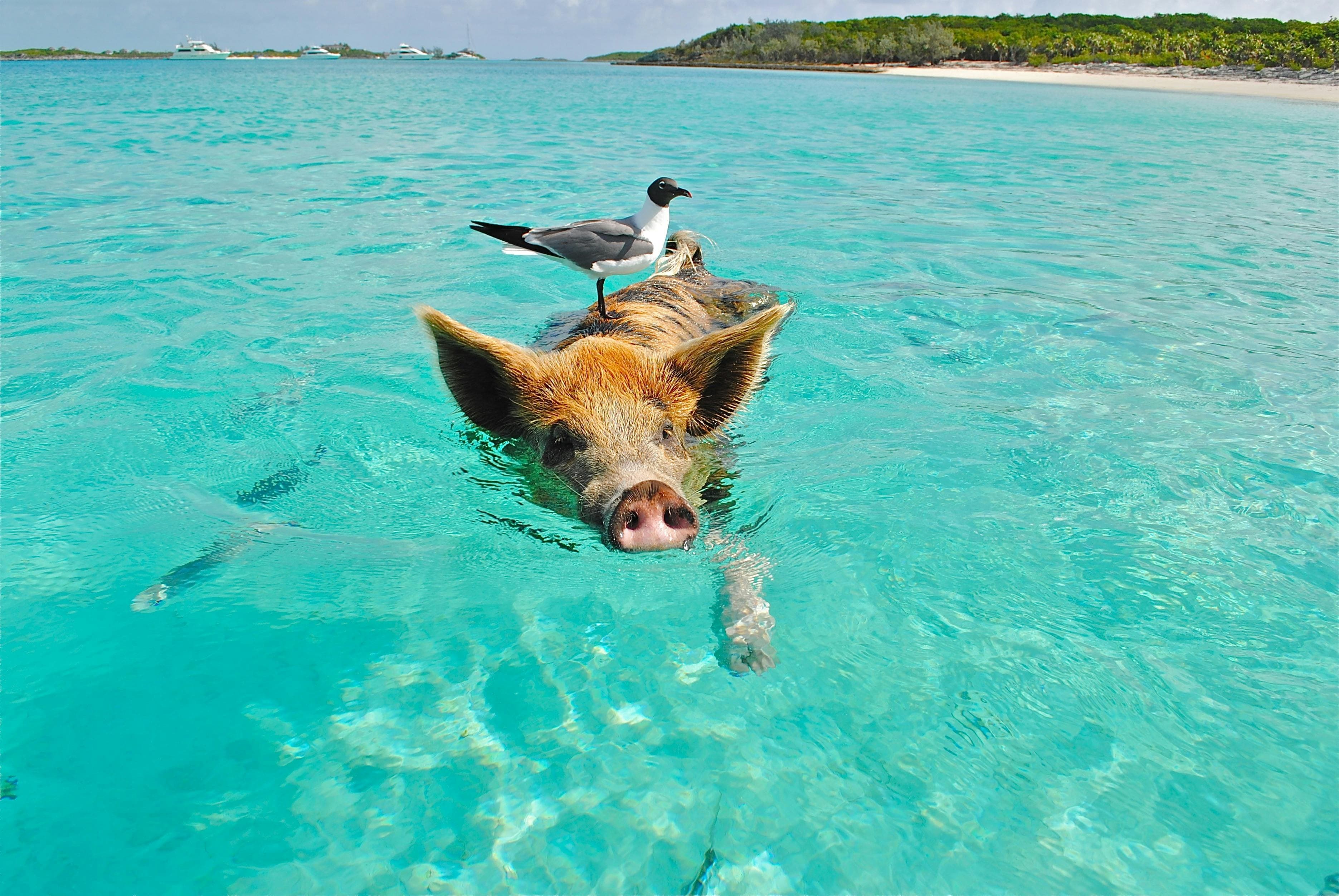 A swimming pig with a bird perched on its back in turquoise water